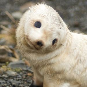 Meet your Posher, Paul